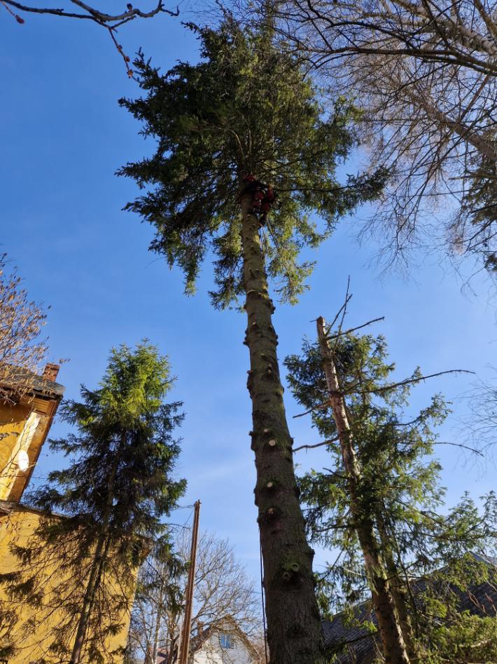 kácení jehličnanů Vítkov-Zálužné